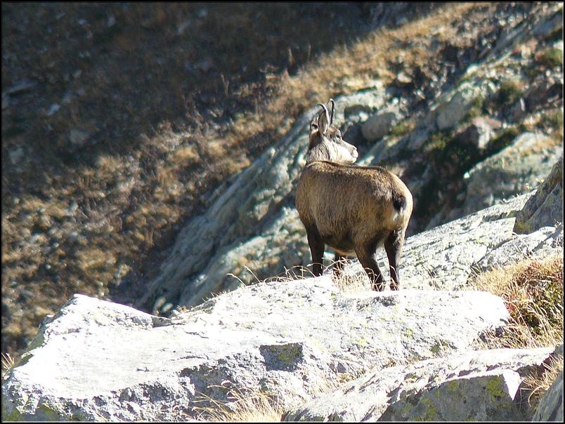 Chamois