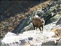 Chamois