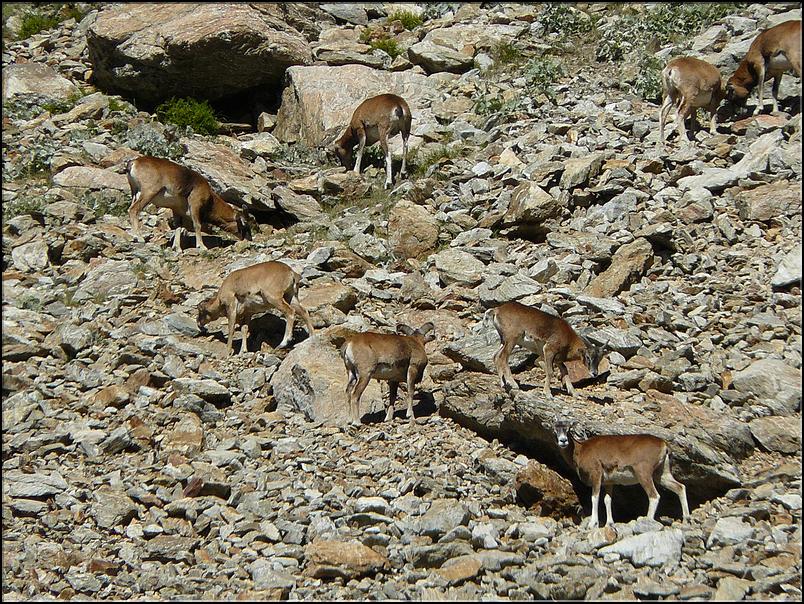 Une harde de mouflons