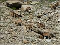 Une harde de mouflons