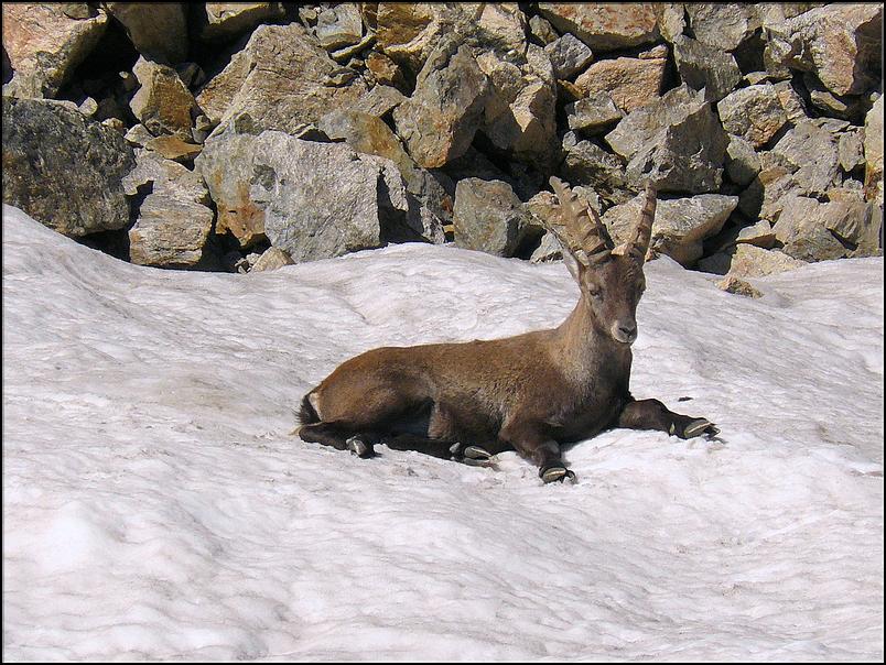 Bouquetin sur un névé à la terrasse du Gélas