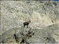 Bouquetin