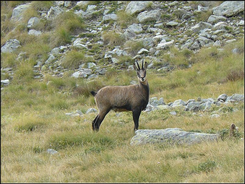 Un chamois