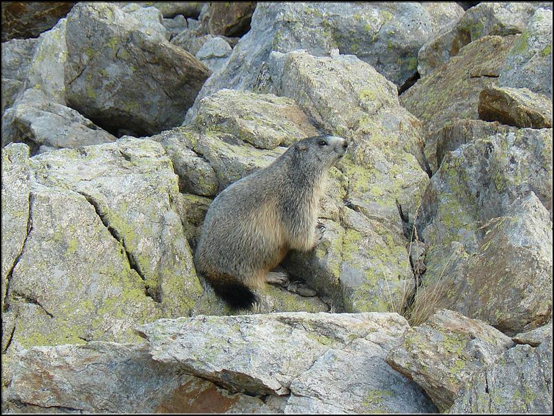 Une marmotte