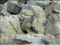 Une marmotte