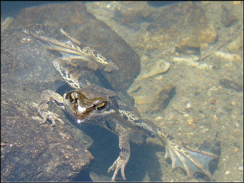 Grenouille