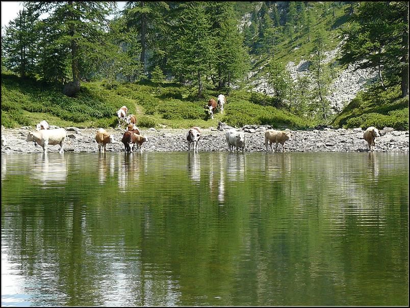 des vaches s'abreuvent dans le lac des Adus