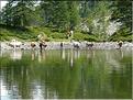 des vaches s'abreuvent dans le lac des Adus
