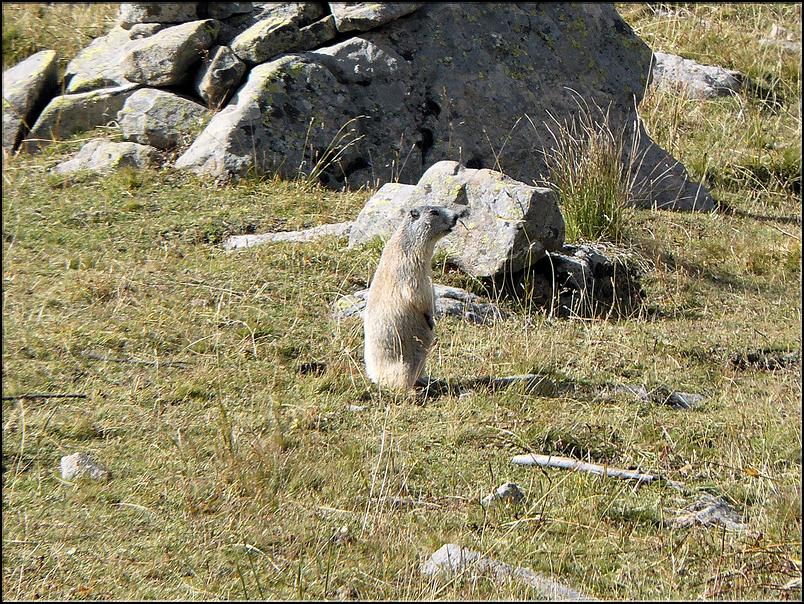 P1030170 Marmotte aux aguets, prête à donner l'alerte