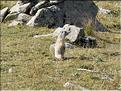 P1030170 Marmotte aux aguets, prête à donner l'alerte