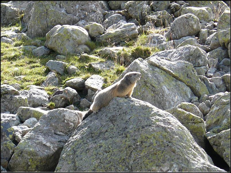 Une marmotte prend le soleil