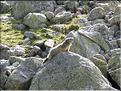 Une marmotte prend le soleil