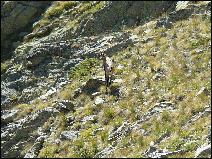 Un chamois nous regarde