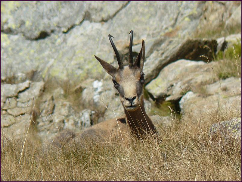 Un chamois nous observe