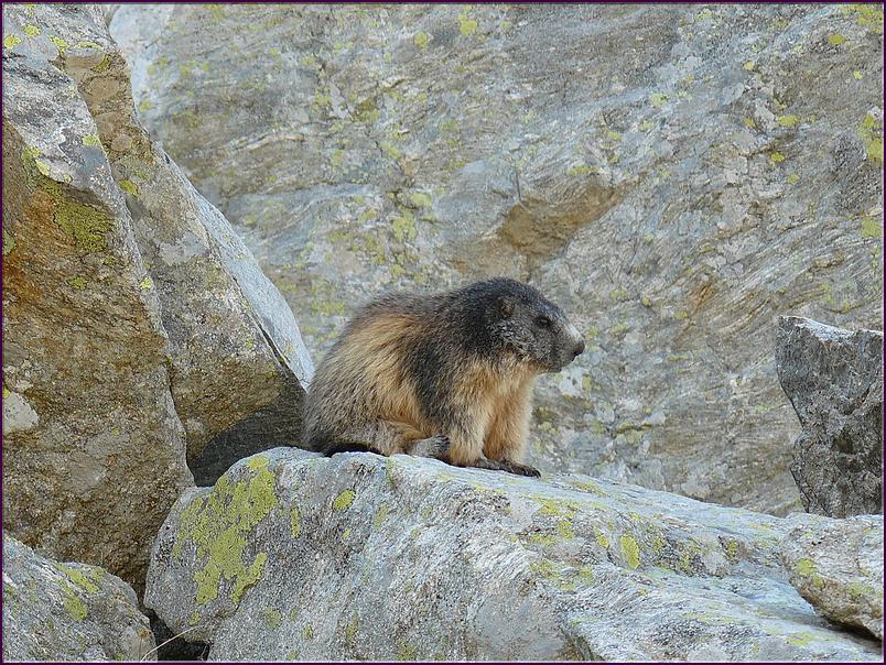 Cette jeune marmotte semble frigorifiée