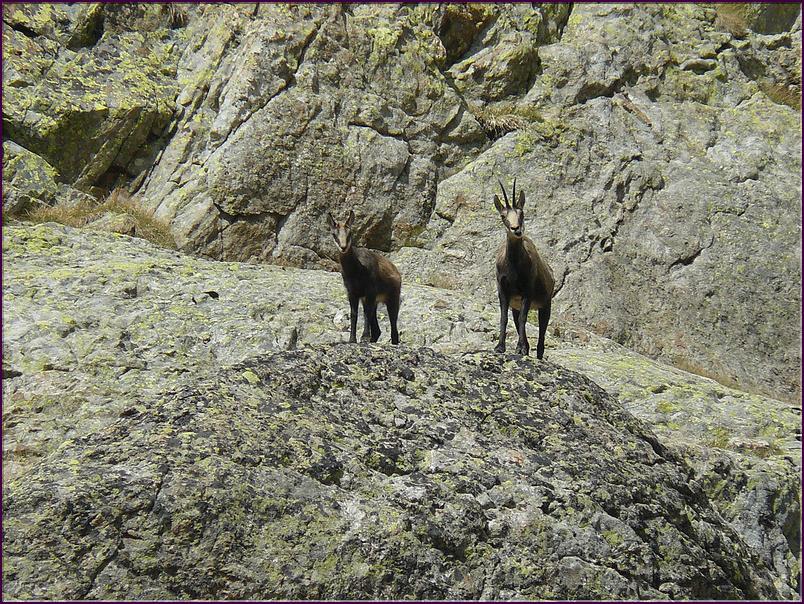 Un chamois et son petit