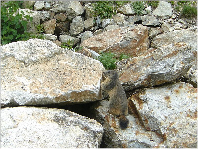 Marmotte