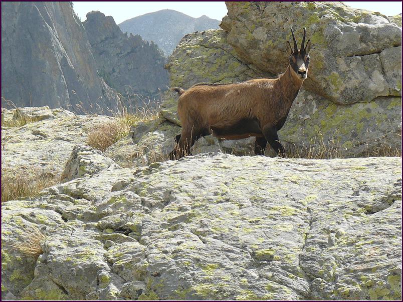 Un chamois nous observe