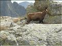 Un chamois nous observe
