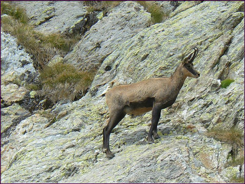Chamois