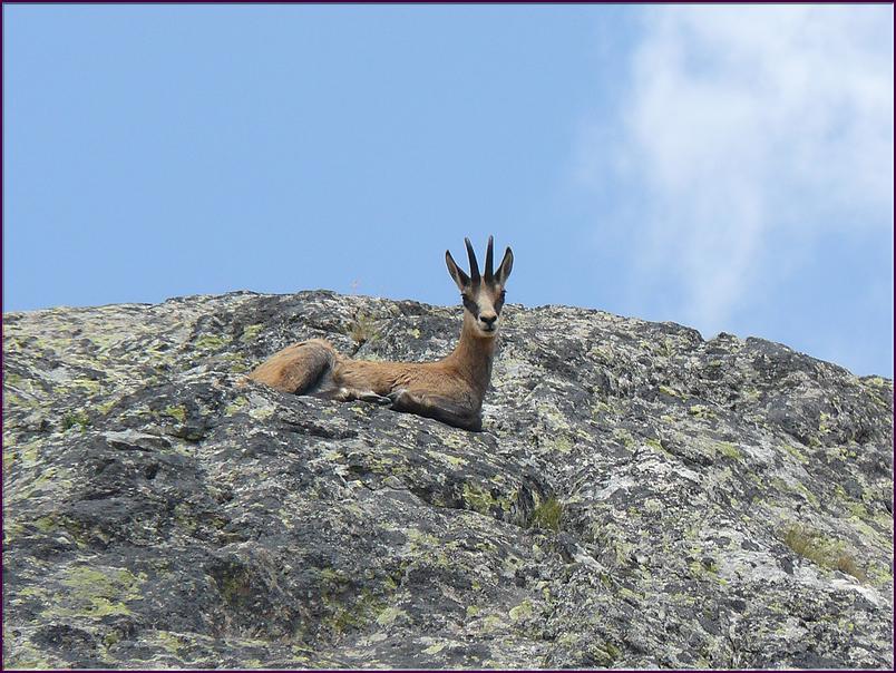 Chamois en train de ruminer