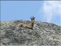 Chamois en train de ruminer